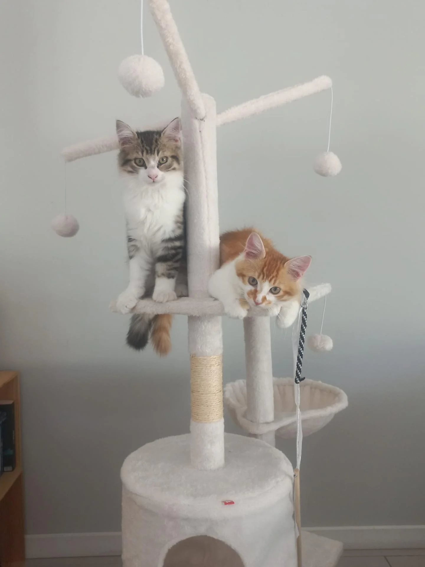 Adopter un chat dans le 33 (Gironde) - Guide et adoptions