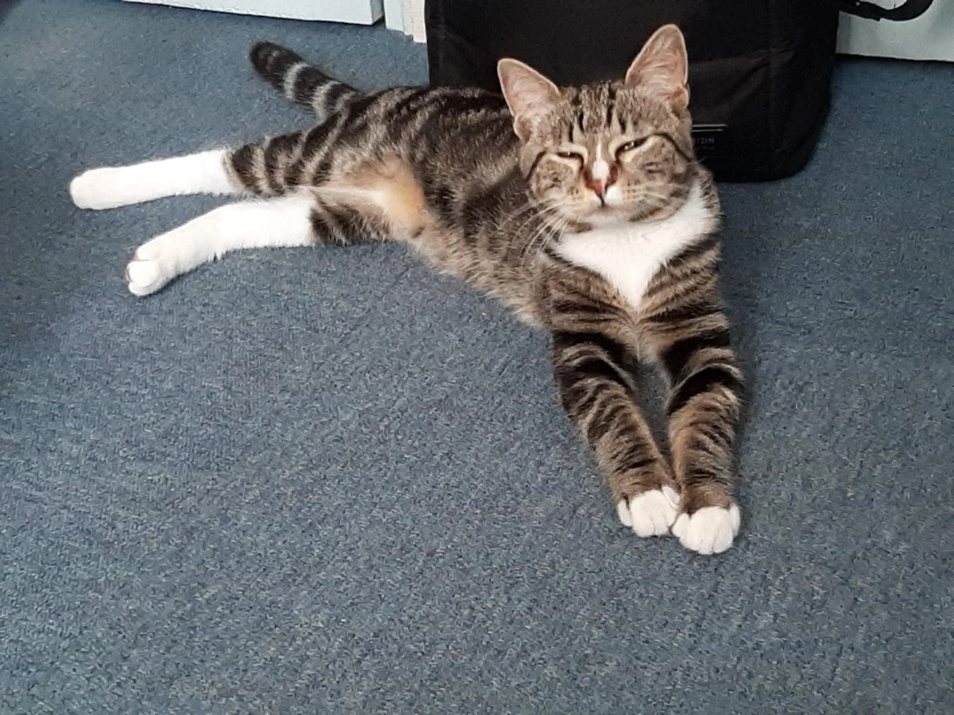 Adopter un chat dans le 33 : refuges et associations