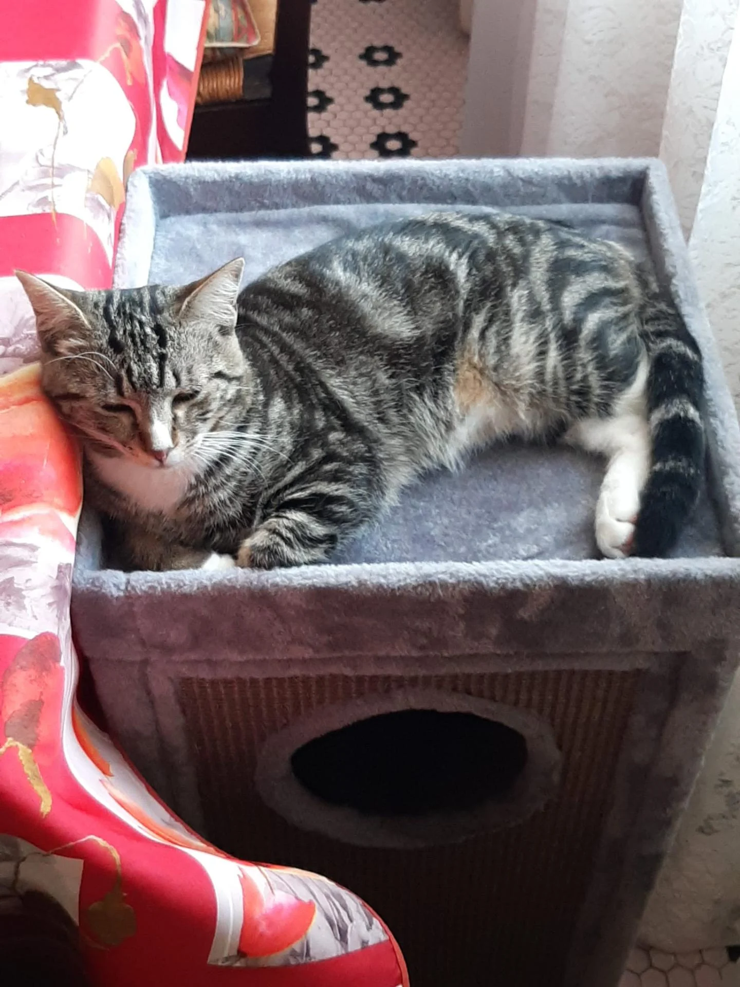 Petit chaton secouru sur un site , DIAMANT adopté depuis juillet dernier