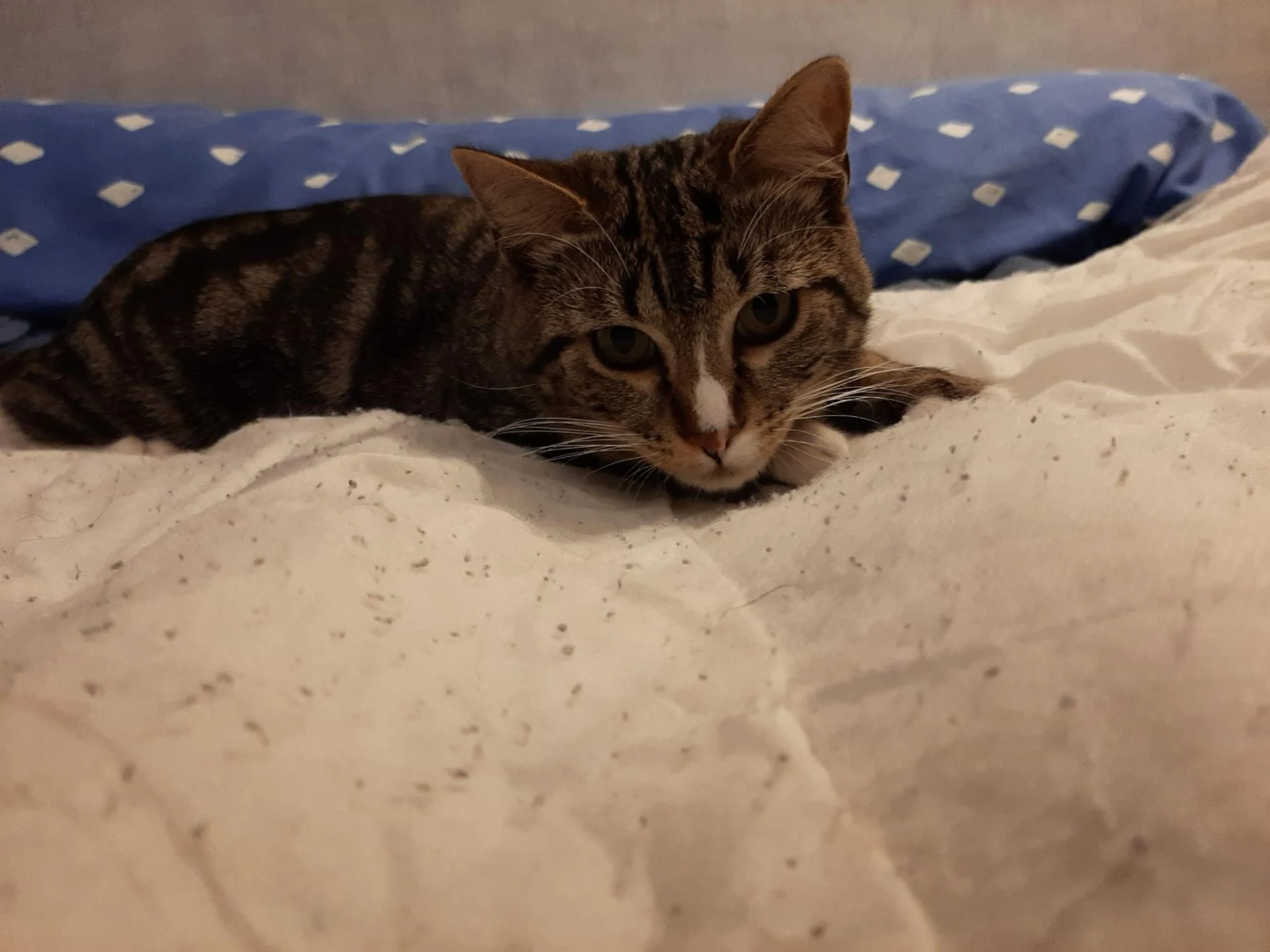 Jean a adopté DIAMANT il y a 5 mois