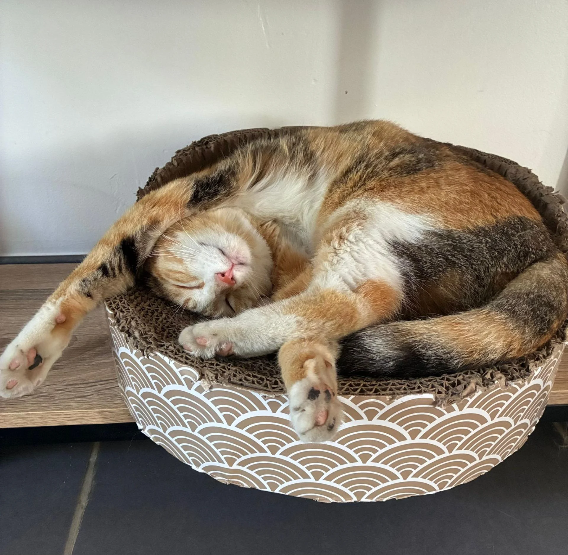Adopter un chat dans le 33 : refuges et associations