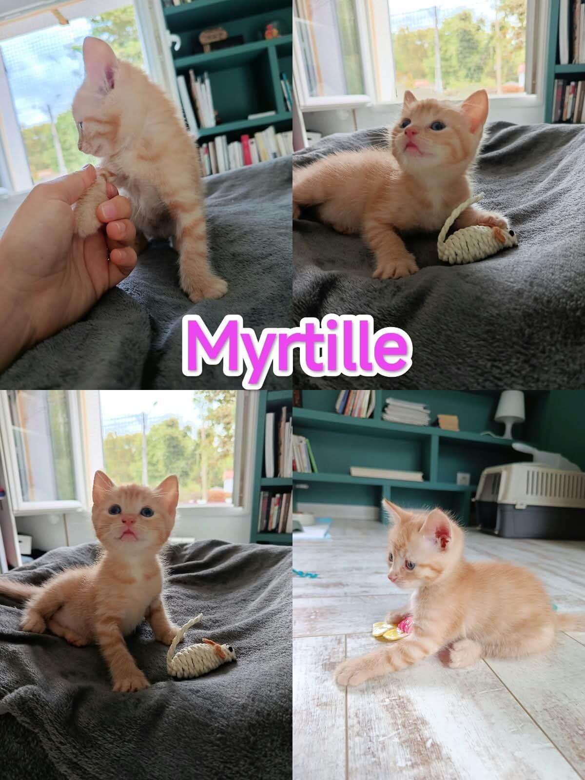 la jolie rouquine, Myrtille à l'adoption dans le 33