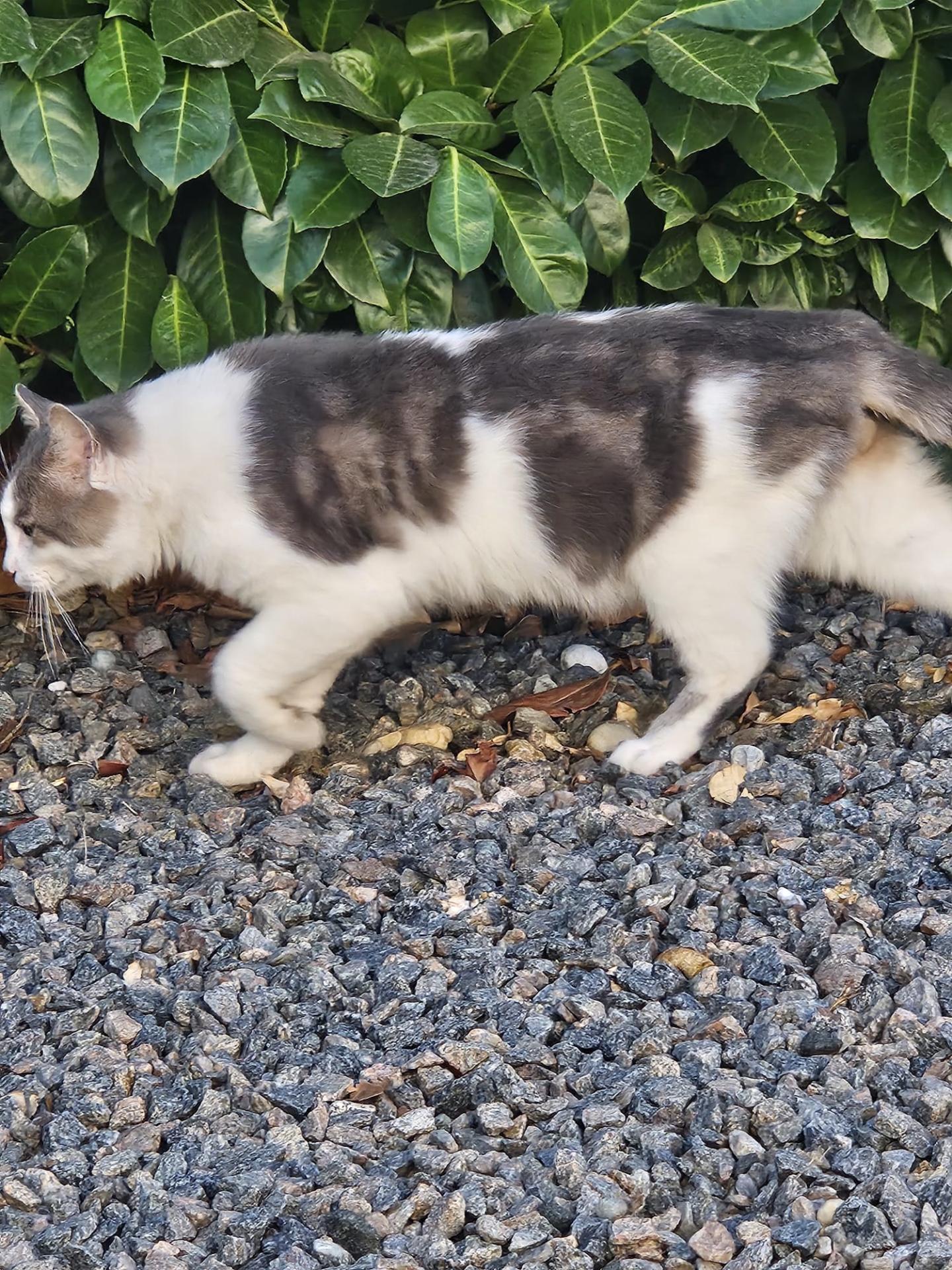 SOS URGENT — MINOU 8 ANS