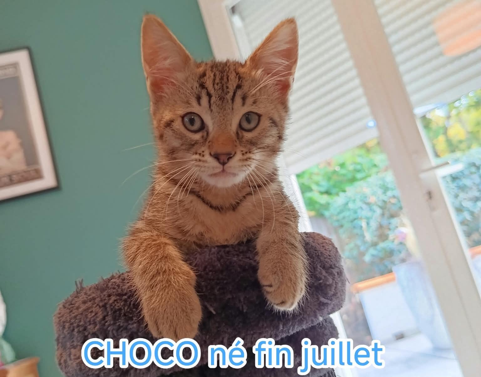 CHOCO le tendre chaton, à adopter dans le 33,