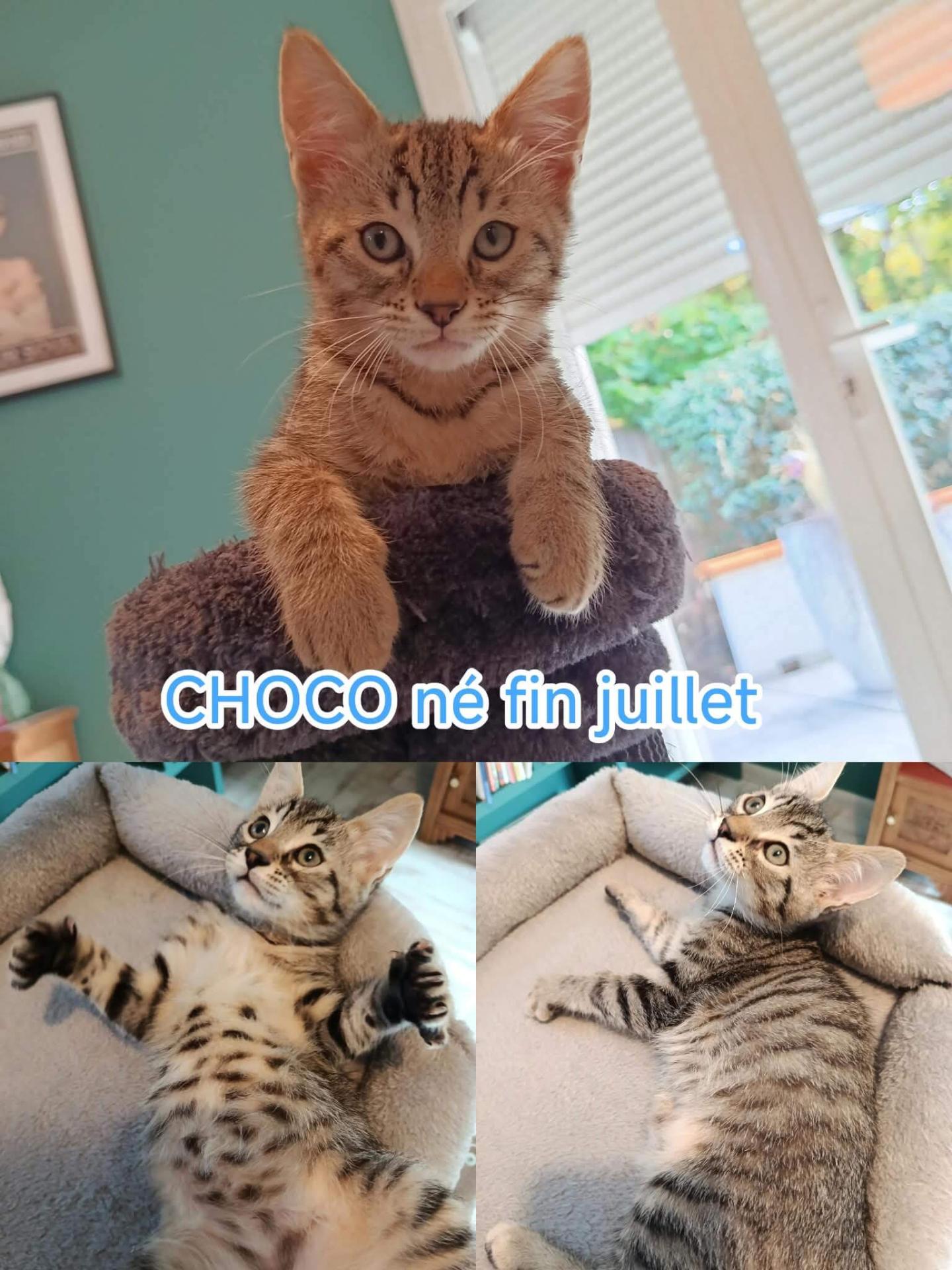 CHOCO, le tendre chaton, à l'adoption dans le 33