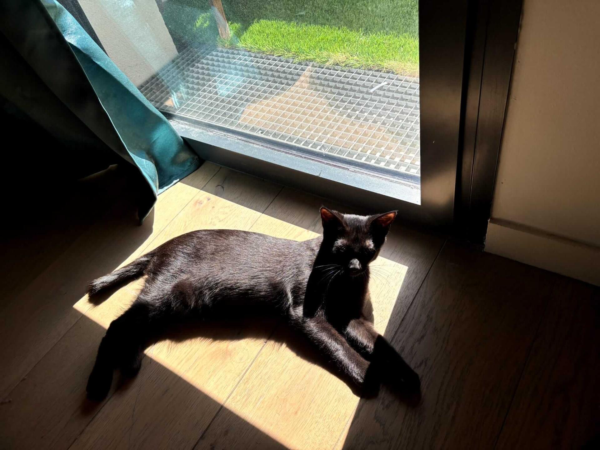 Adopter un chat dans le 33 : conseils et adoptions